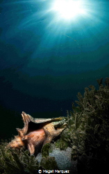 Queen Conch 
Playa el Escambron San Juan Puerto Rico by Magali Marquez 